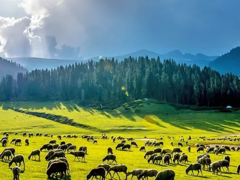 Bangus Valley Kupwara